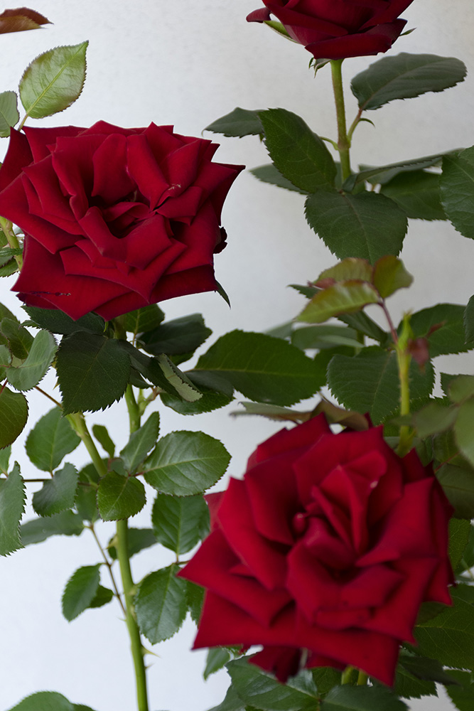 Rosal Rojo con maceta