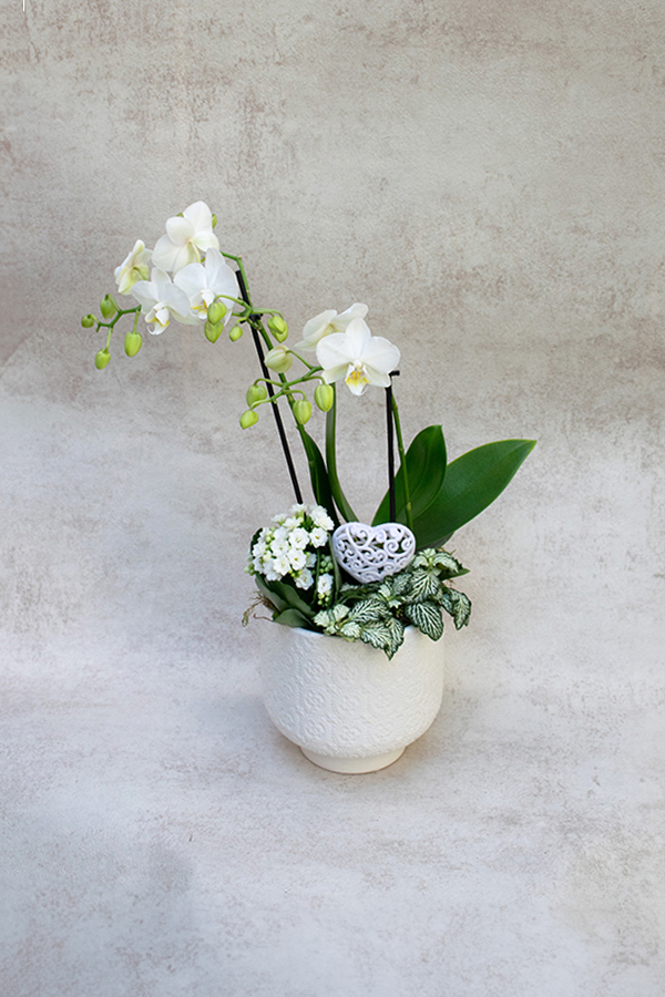 Composición de plantas con orquídea