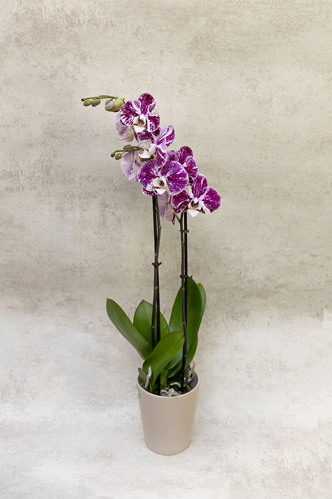 Orquídea Phalaenopsis Morada