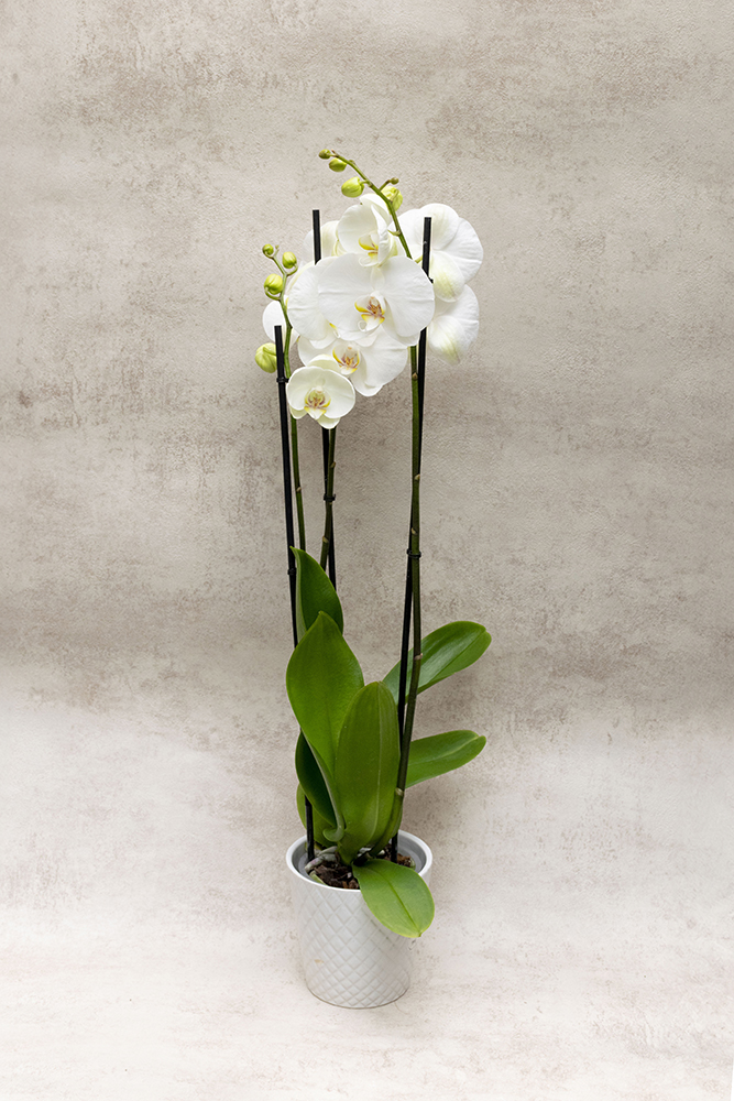 Orquídea Phalaenopsis Blanca
