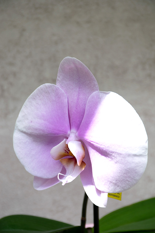 Orquídea Premium Phalaenopsis 'Singolo' rosa