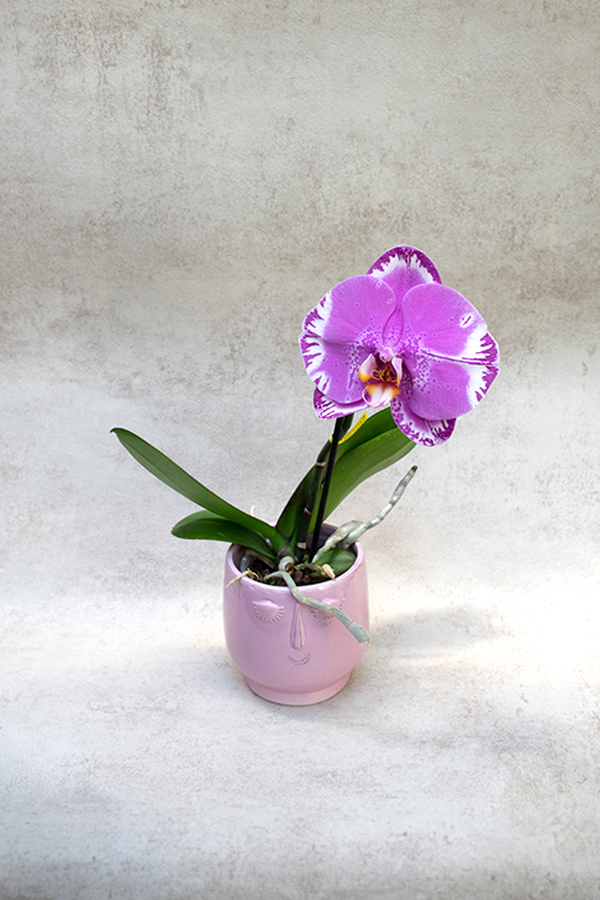 Orquídea Premium Phalaenopsis 'Singolo' morada